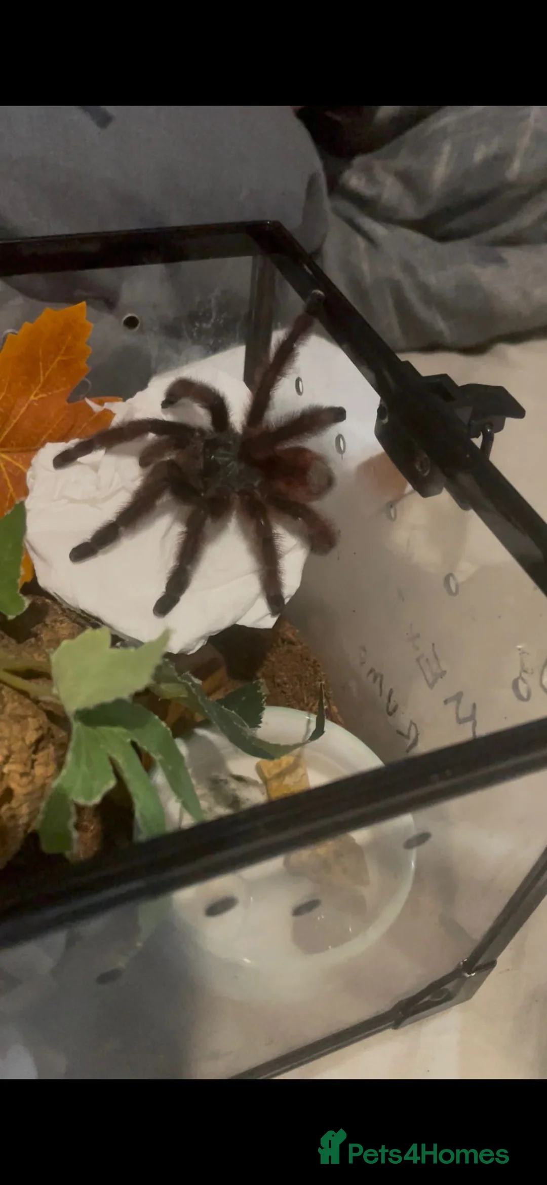 Tarantulas invertebrates for sale: Versi, curly hair, electric blue - Advert 14