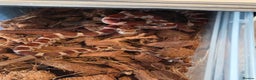 Corn Snake reptiles for sale: Triple het scaleless palmetto anery  - Advert 2