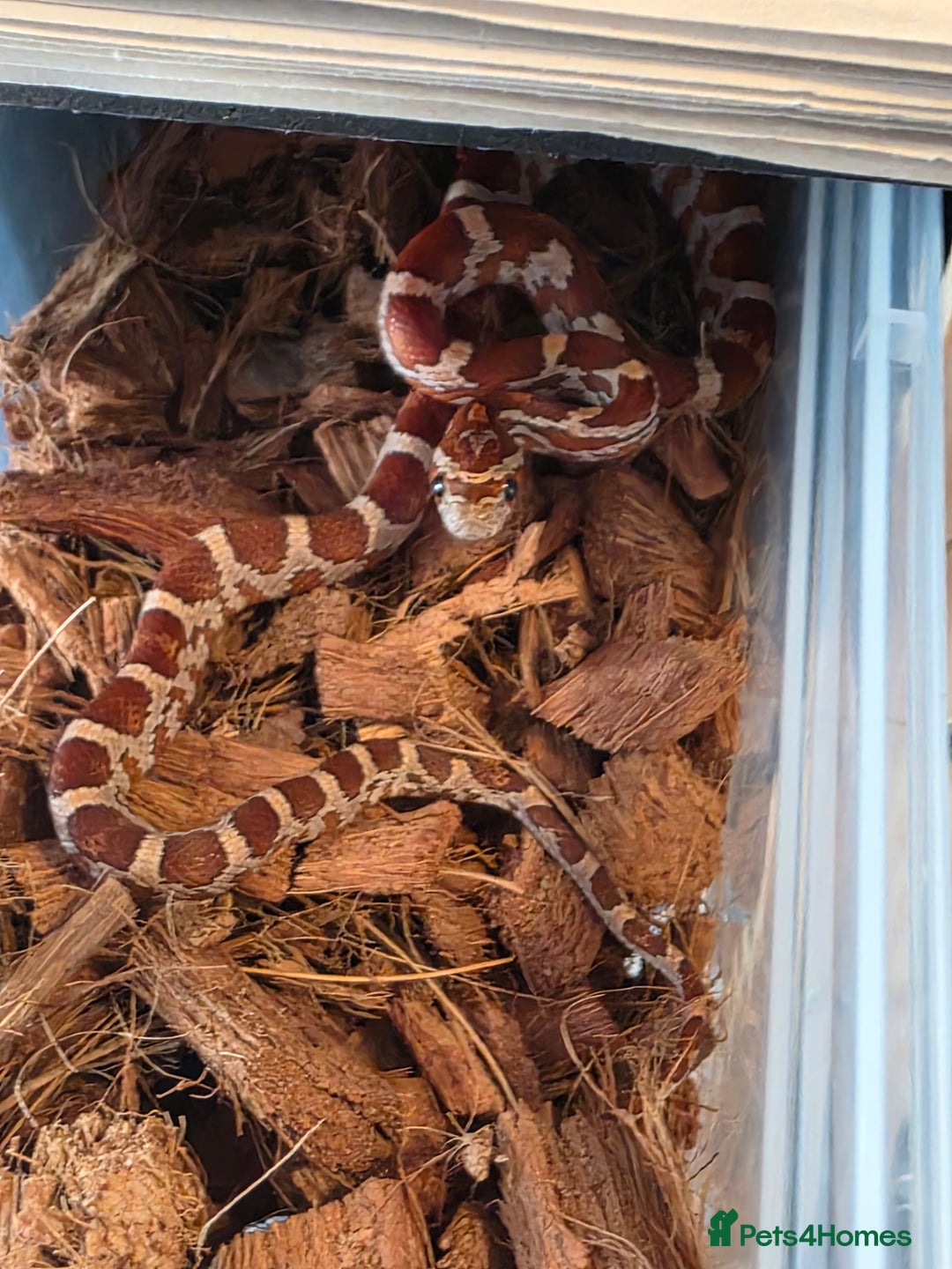 Corn Snake reptiles for sale: Triple het scaleless palmetto anery  - Advert 2