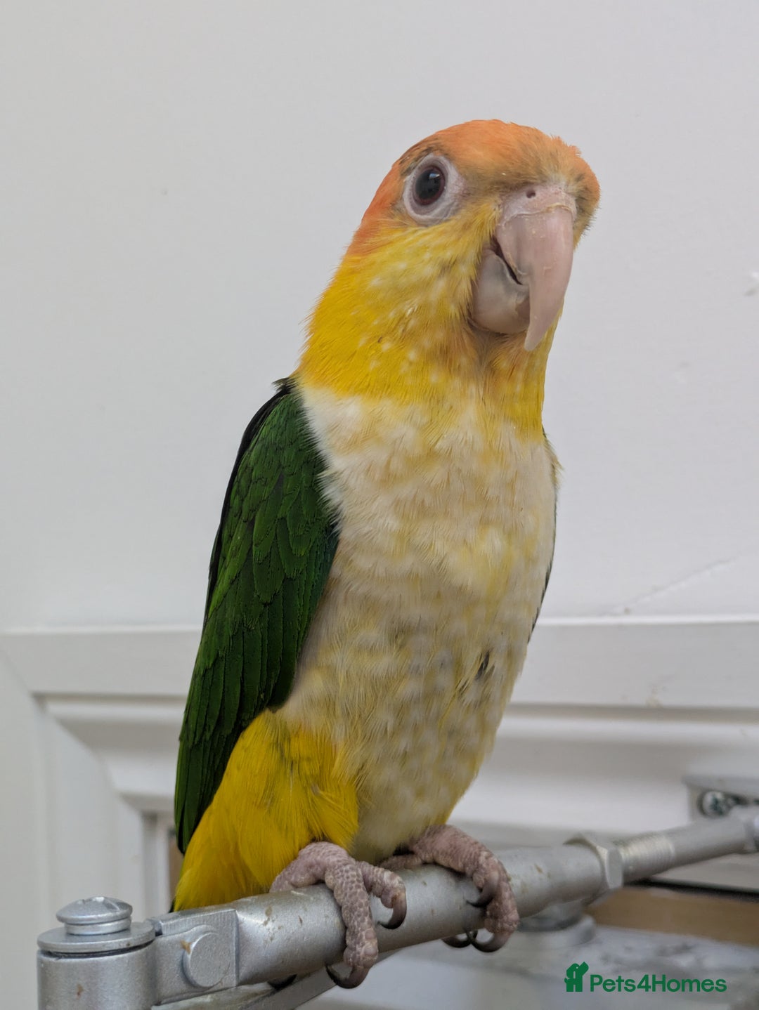Parrots birds for sale: Black headed and yellow headed caiques babies - Advert 3