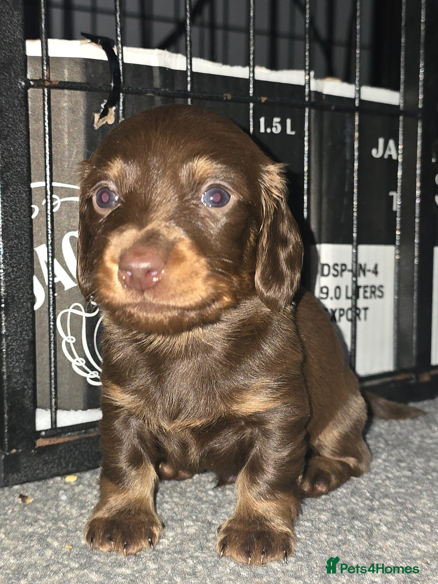 Miniature Dachshund dogs KC registered miniature dachshund - Advert 12