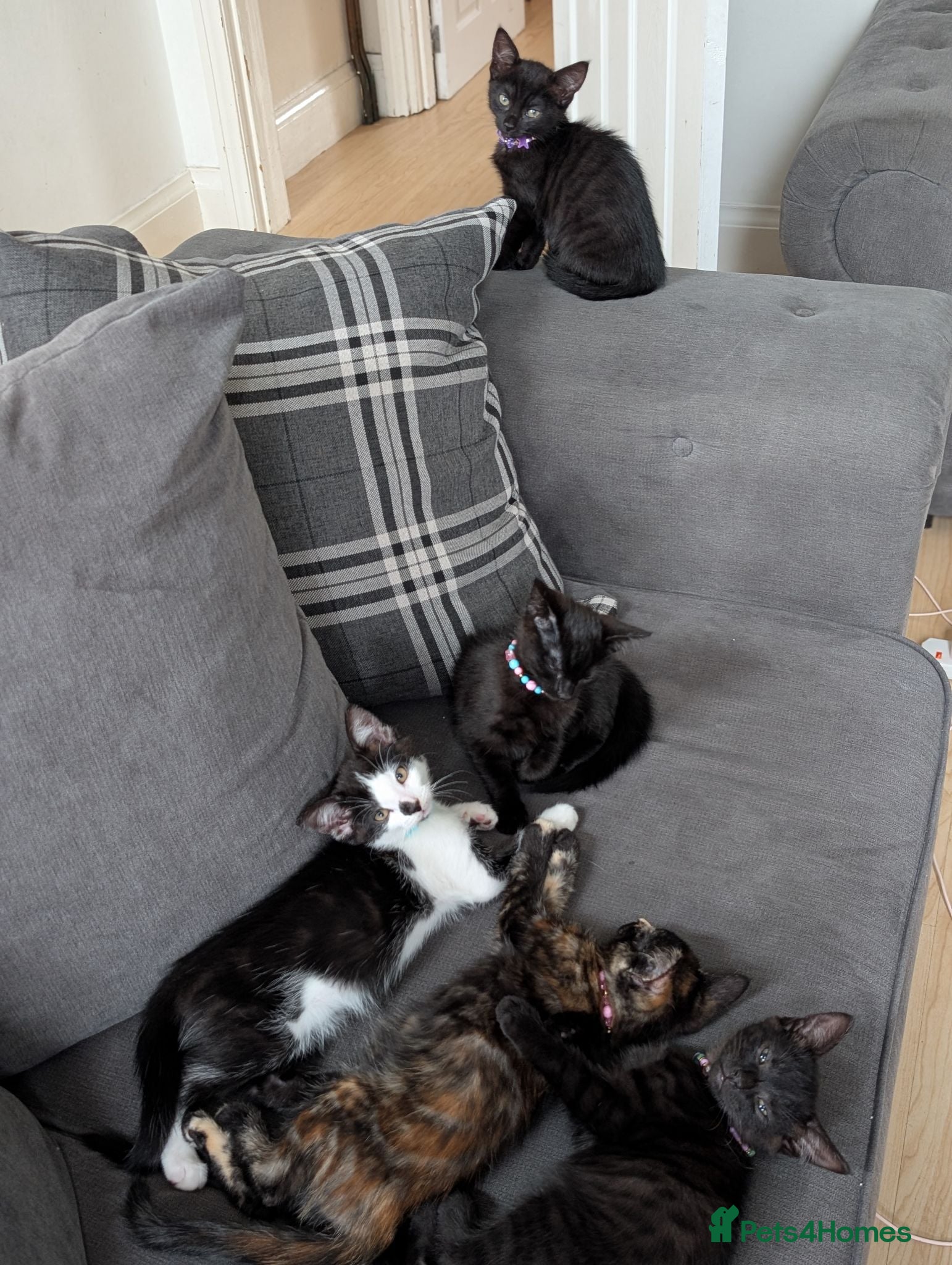 Mixed Breed cats 5 Adorable female kittens.  - Advert 1