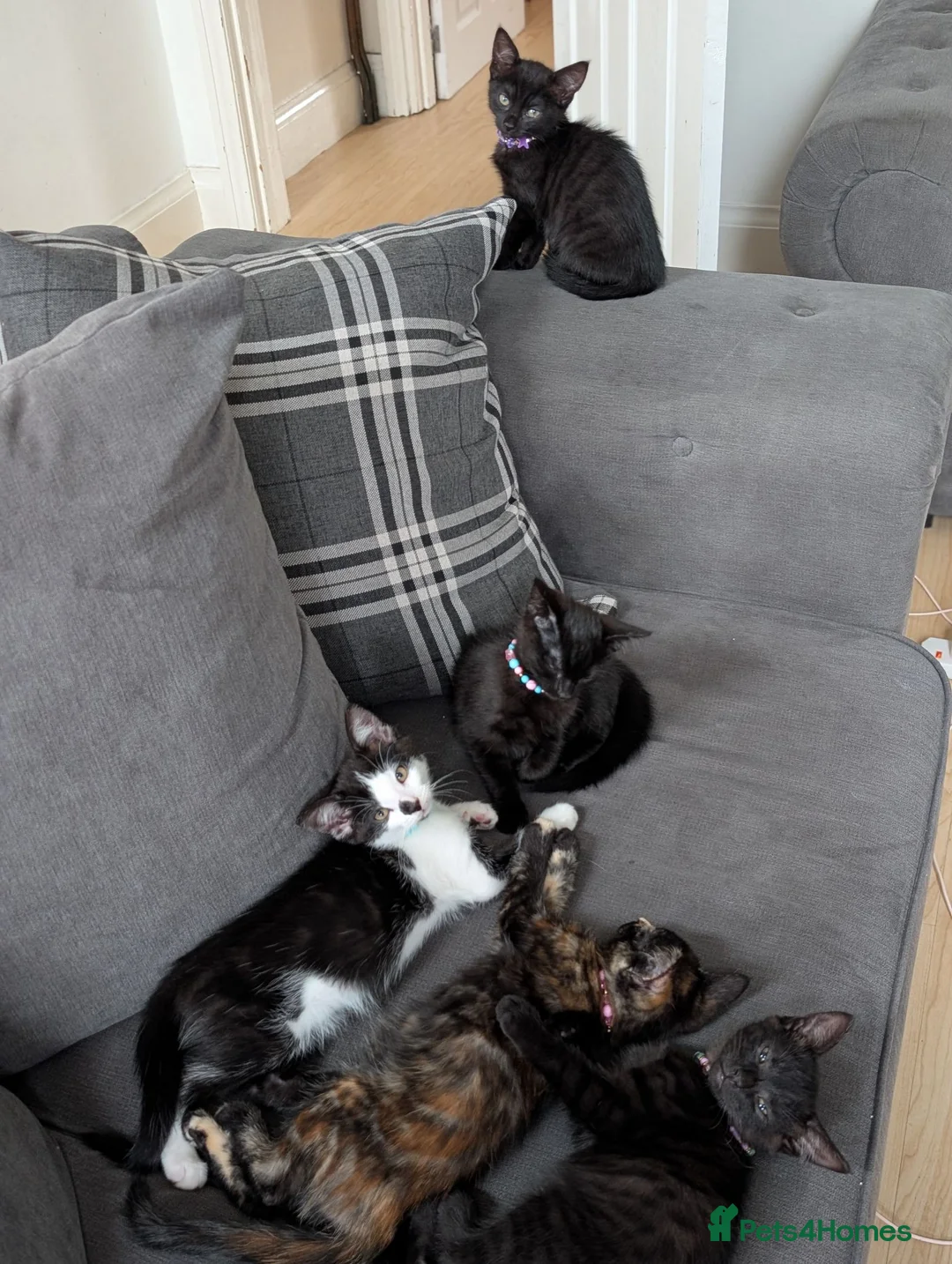 Mixed Breed cats for sale: 5 Adorable female kittens.  in Leicester - Advert 1