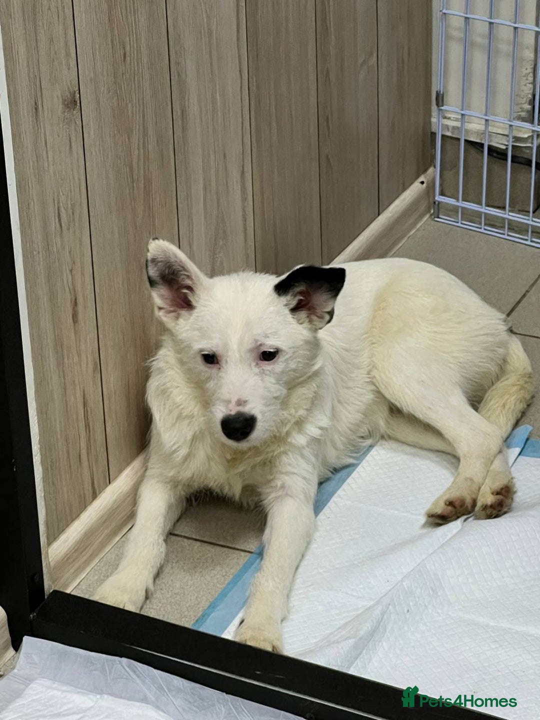 Mixed Breed dogs for adoption: 💖🐶 ATHENA 🐶💖 - Image 7