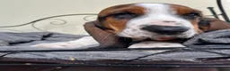 Basset Hound dogs for sale: KC Registered Basset Hound puppy for sale - Advert 2