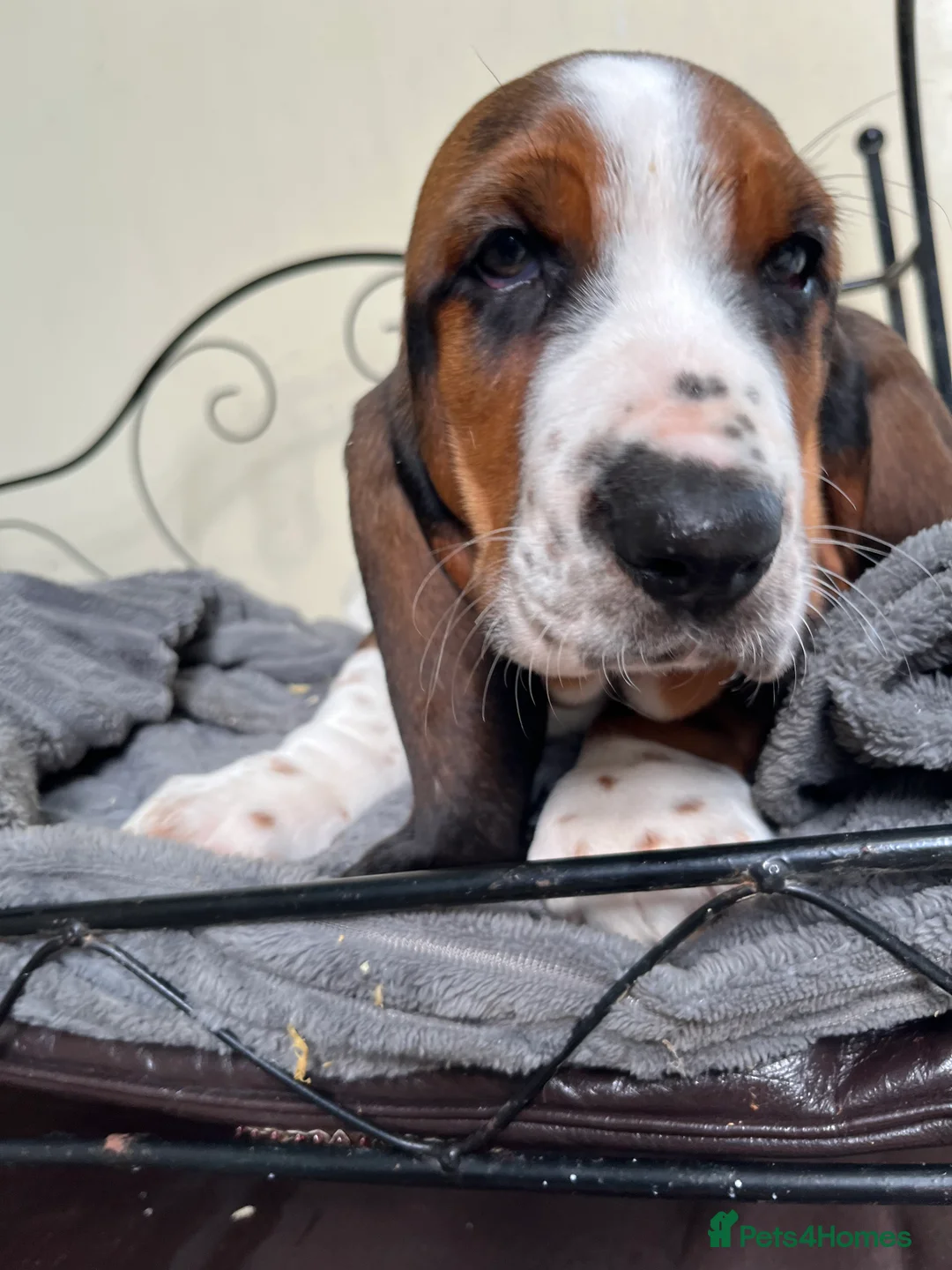 Basset Hound dogs for sale: KC Registered Basset Hound puppy for sale - Advert 2