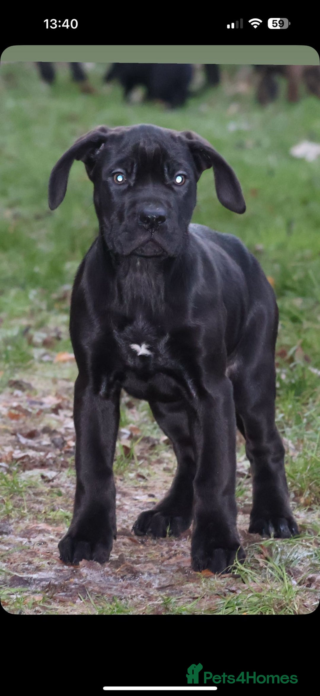 Presa Canario dogs for sale: Presa Canario Puppies (Recognised Breeder) - Advert 29