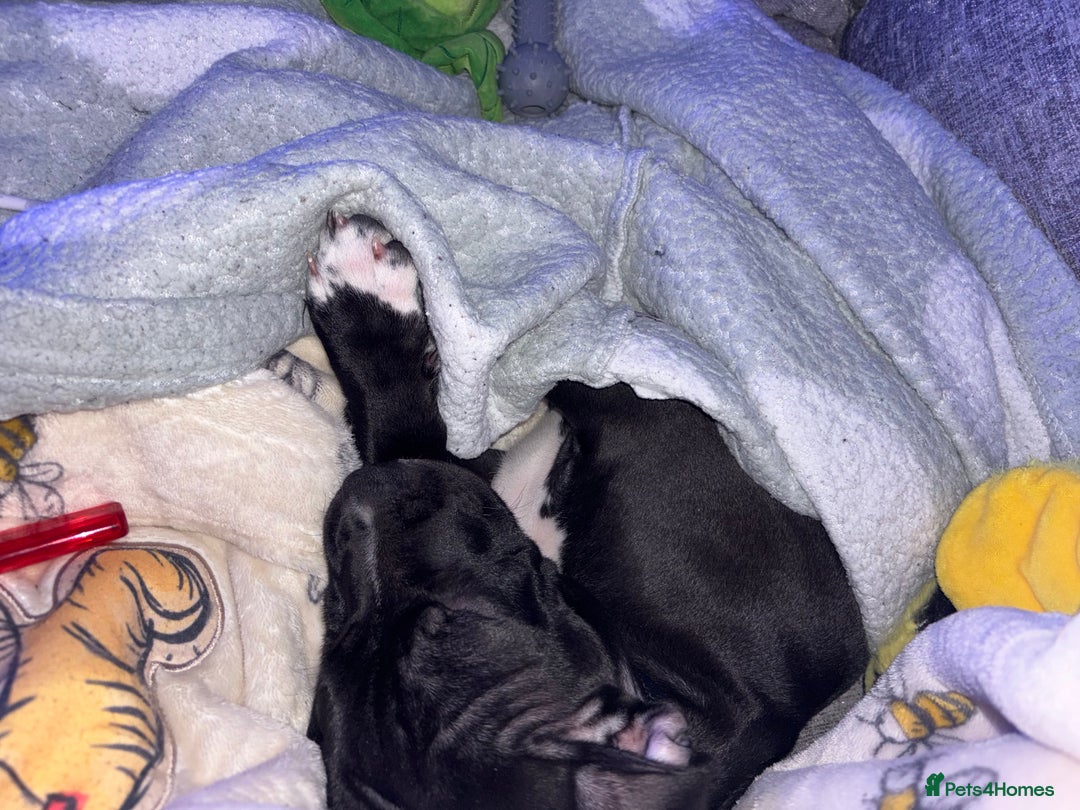 Staffordshire Bull Terrier dogs for sale: Last male puppy left  - Advert 3