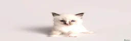 Ragdoll cats for sale: Beautiful Pedigree Ragdoll Kittens  - Advert 13