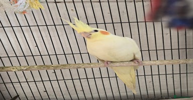 Cockatiels birds - Advert 6
