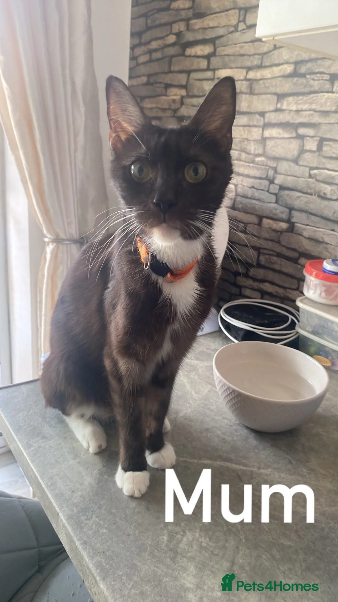 Mixed Breed cats for sale: Maine.coon cross. - Advert 1