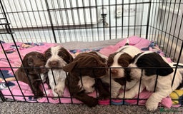 Sprocker dogs for sale: Sprocker puppies - Image 1