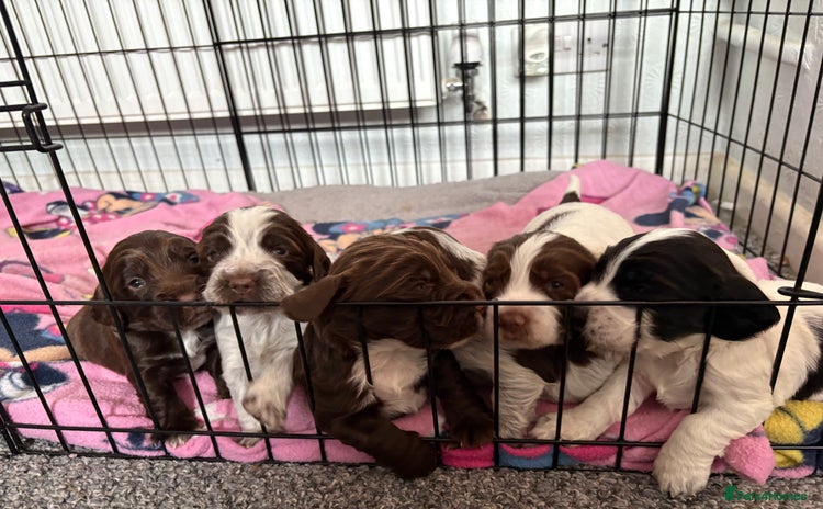 Sprocker dogs - Advert 3