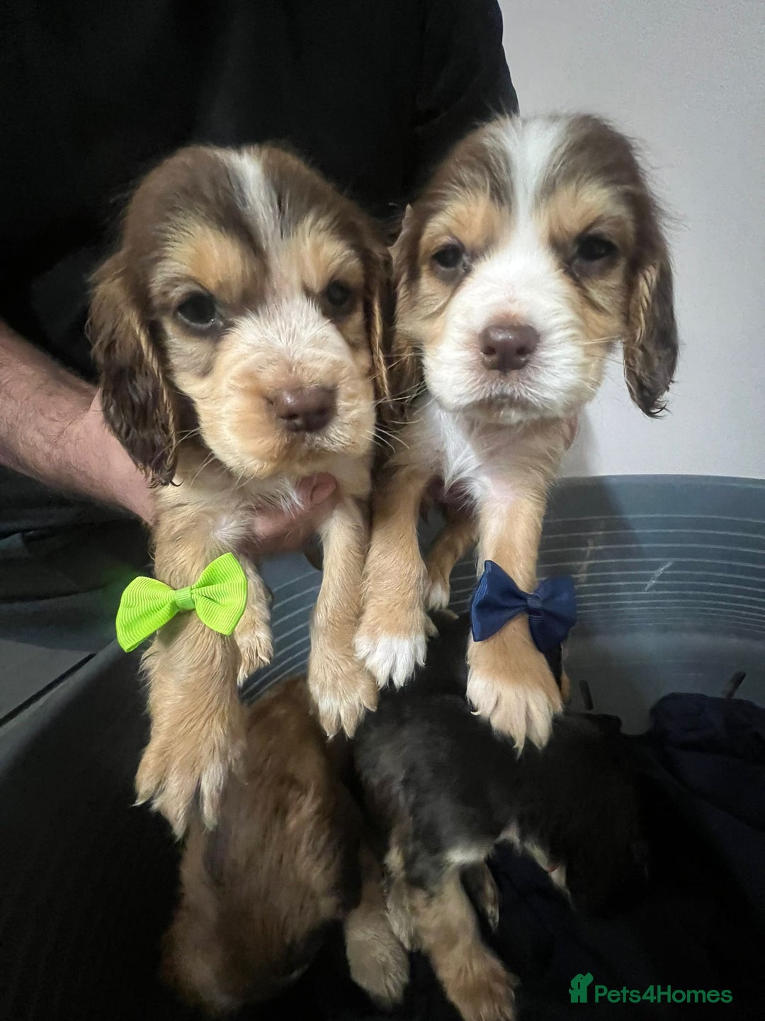 Cocker Spaniel dogs for sale: Cocker spaniel puppy’s  - Advert 5
