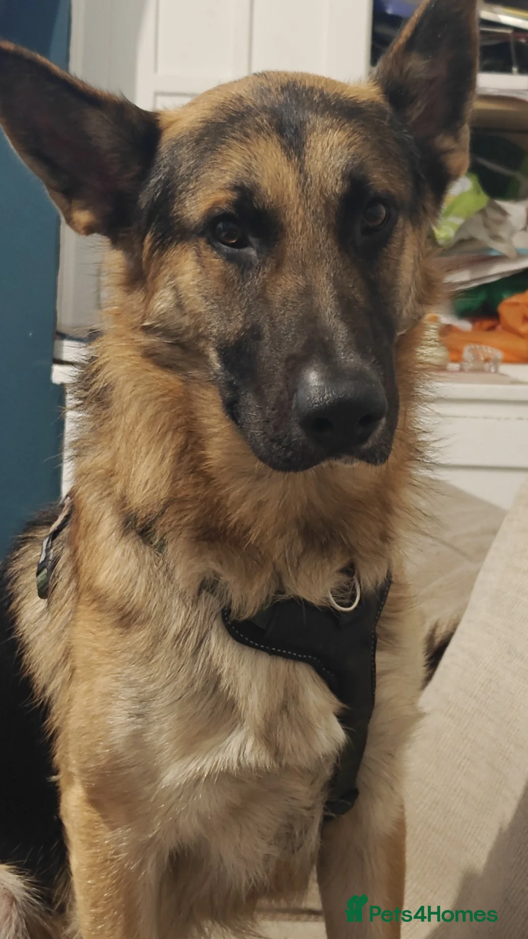 German Shepherd dogs for sale: German Shepherd for sale reluctantly - Advert 2