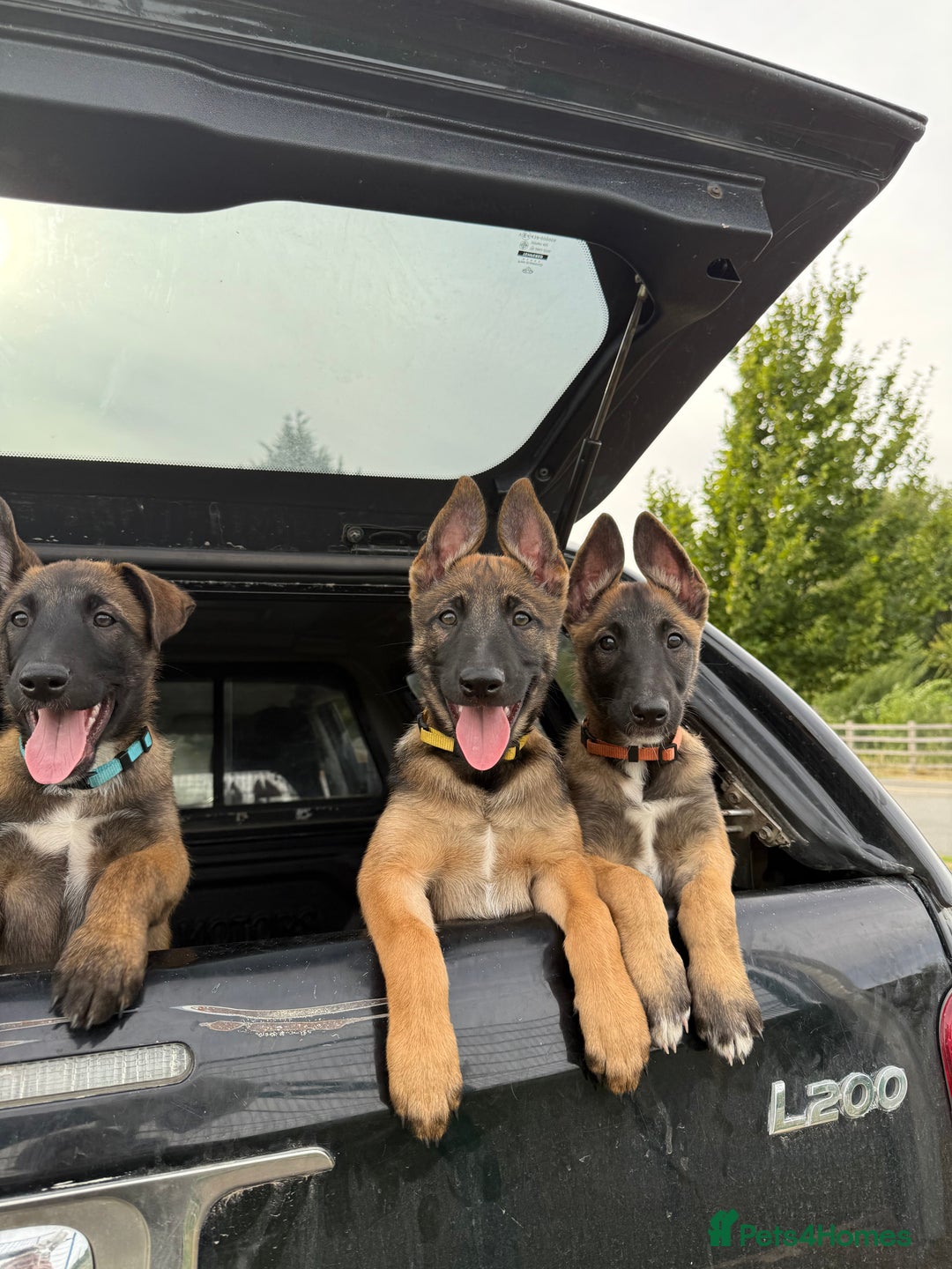 Belgian Shepherd Dog dogs for sale: Belgian Malinois puppies🐾 - Image 30