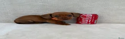 Miniature Dachshund dogs for sale: Dachshund puppies 3 boys 3 girls KC registered - Advert 20