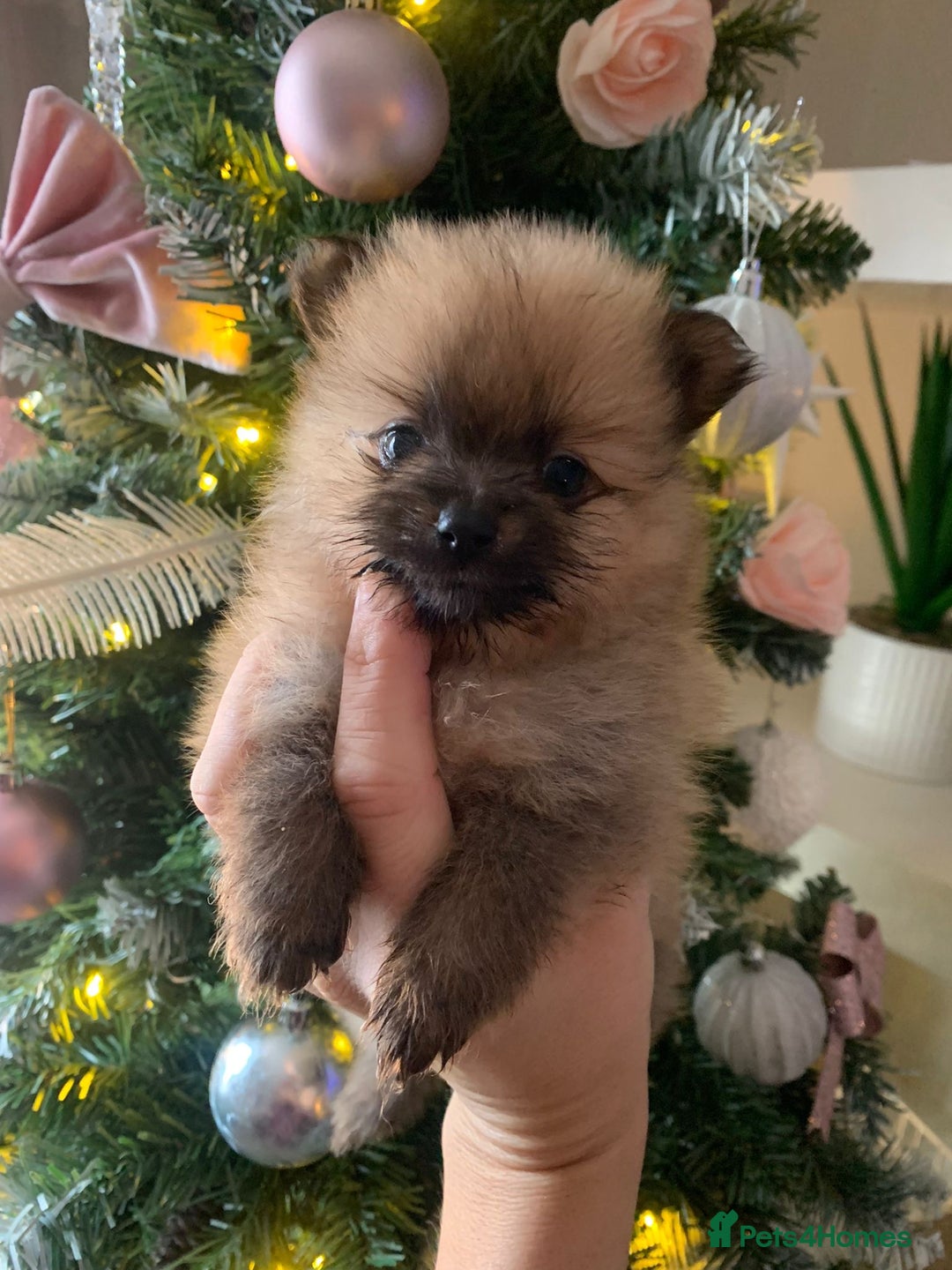 Pomeranian dogs for sale: Pomeranian puppies   - Advert 8