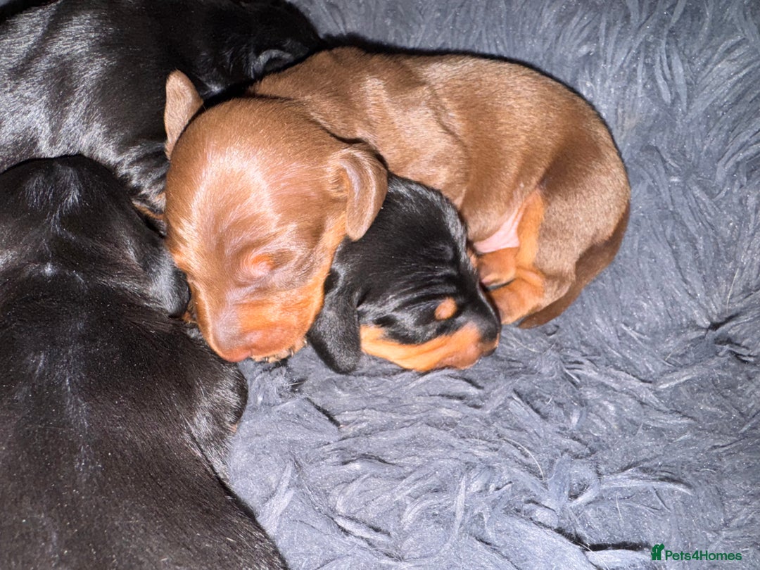Miniature Dachshund dogs for sale: Miniature Dachshund puppies - Image 4