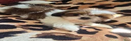 Shih Tzu dogs for sale: 4 shit tzu puppy's  - Advert 7