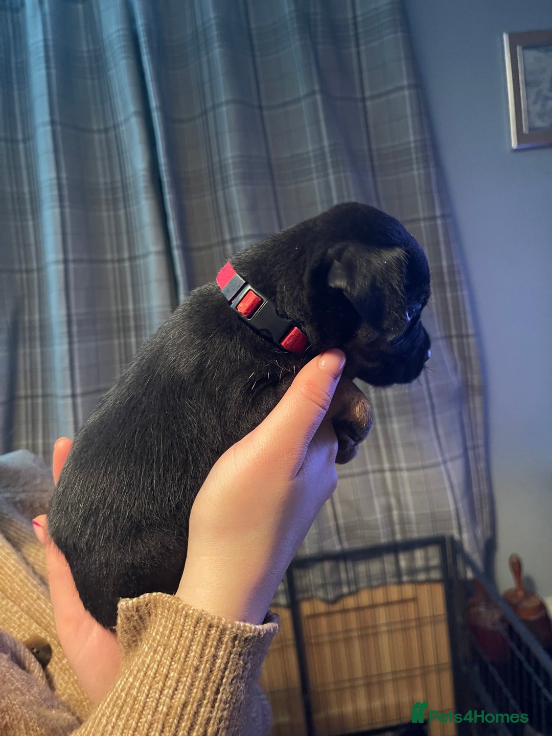 Border Terrier dogs for sale: Border Terrier Pups - Advert 29