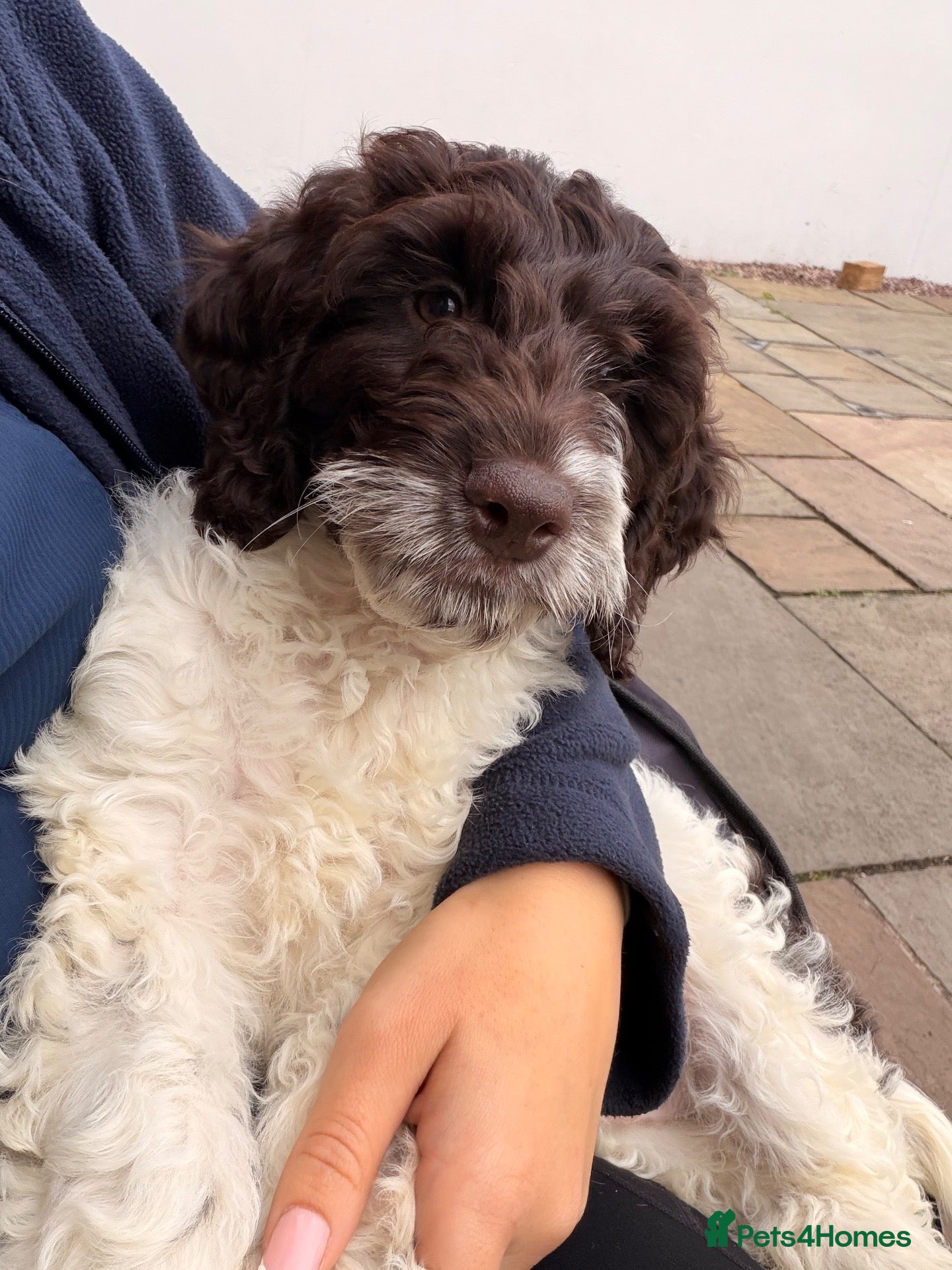 Mixed Breed dogs  Sproodle Puppies last boy  - Advert 1