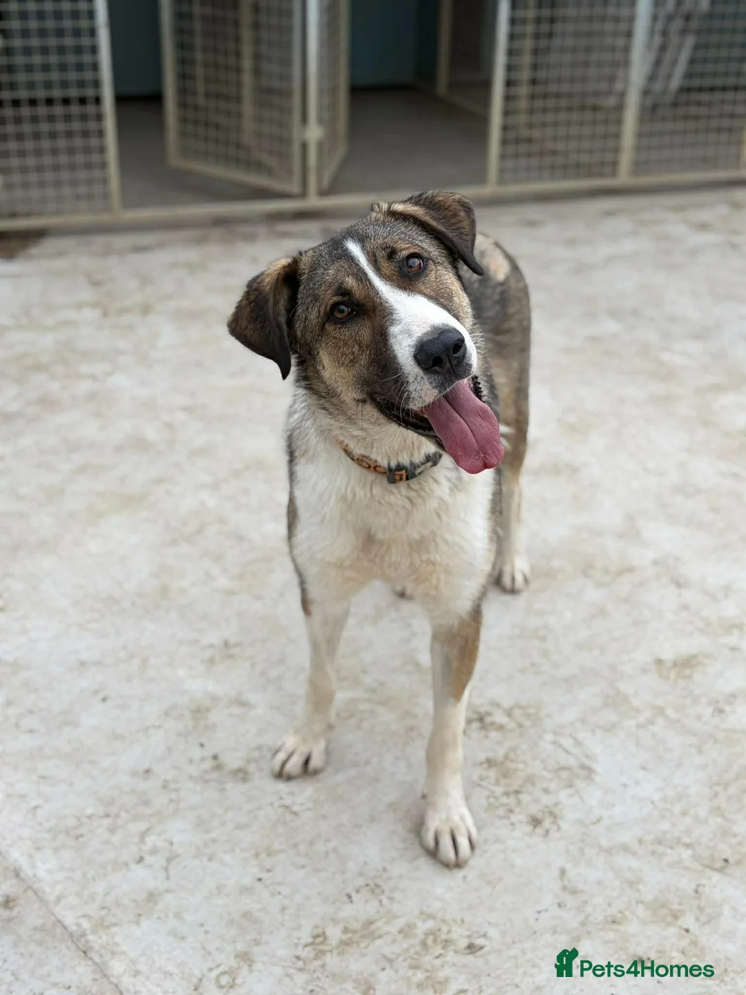 Mixed Breed dogs for adoption: BLANCA - bringing the fun and laughter - Advert 1