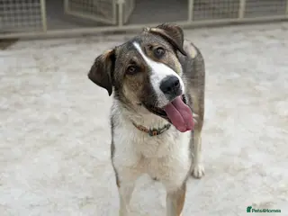 Mixed Breed dogs BLANCA - bringing the fun and laughter - Advert 18