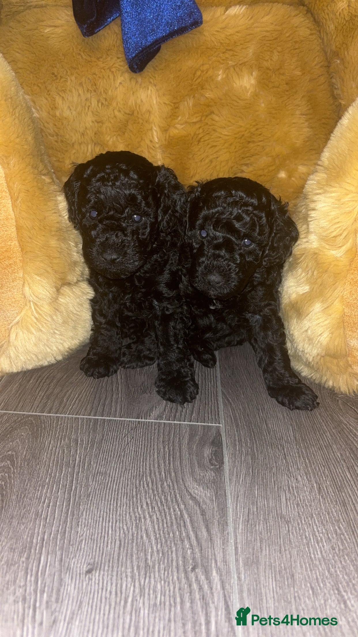 Cockapoo dogs ⭐️Stunning cockapoo puppys ⭐️ - Advert 18