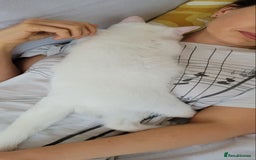British Shorthair cats for sale: Striking snow white FLAMINGO BSH in London - Image 10