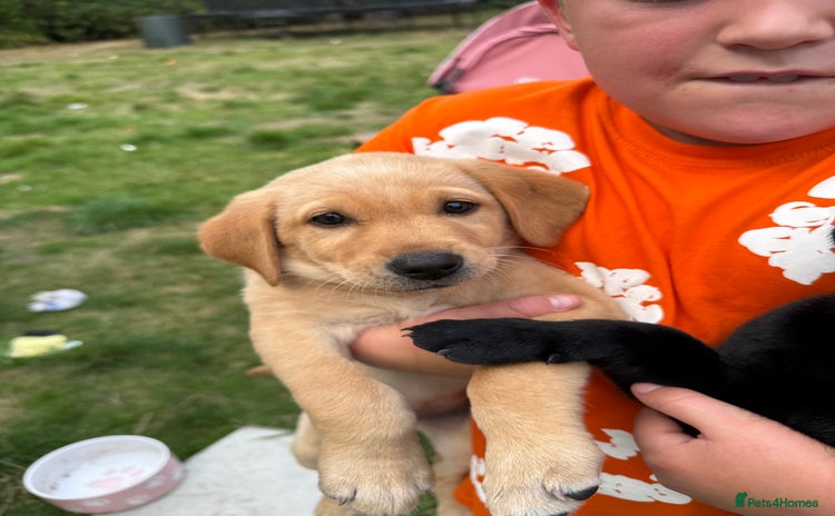 Labrador Retriever dogs - Advert 2