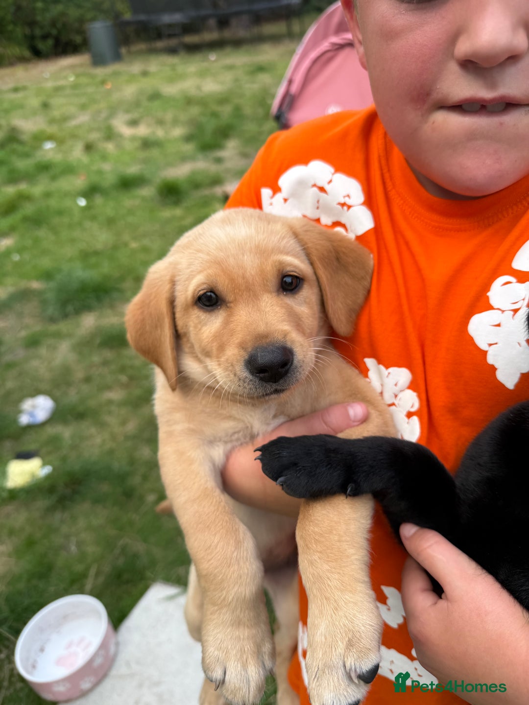 Labrador Retriever dogs for sale: 2 beautiful laborador puppies  - Image 7
