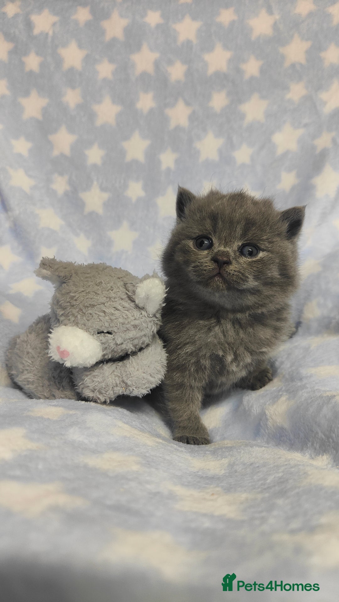 British Shorthair cats for sale: GCCF REGISTERED CHUNKY BRITISH SHORTHAIR KITTENS - Advert 4