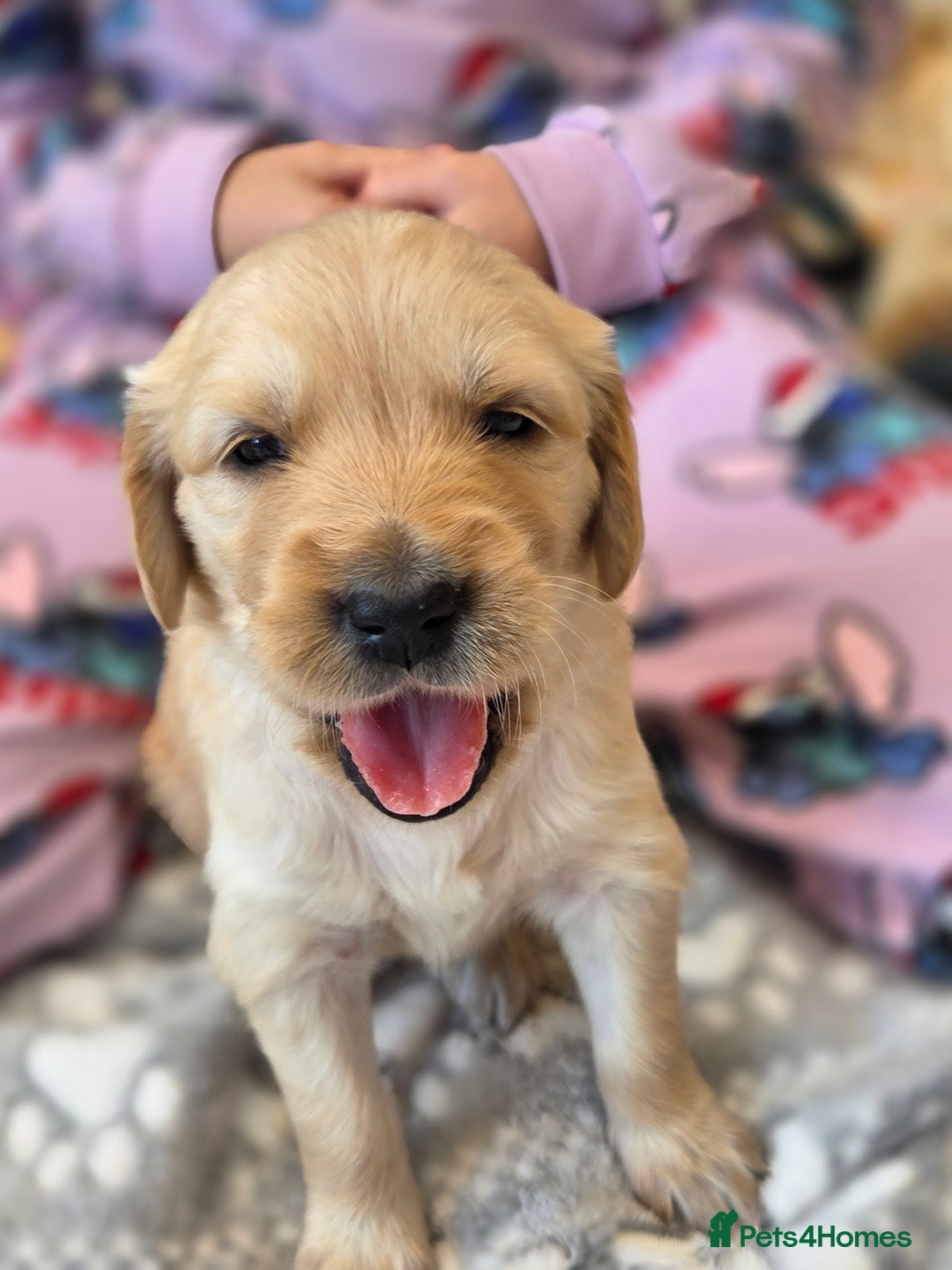 Golden Retriever dogs for sale: KC registered Beautiful Golden retriever puppies  - Advert 27