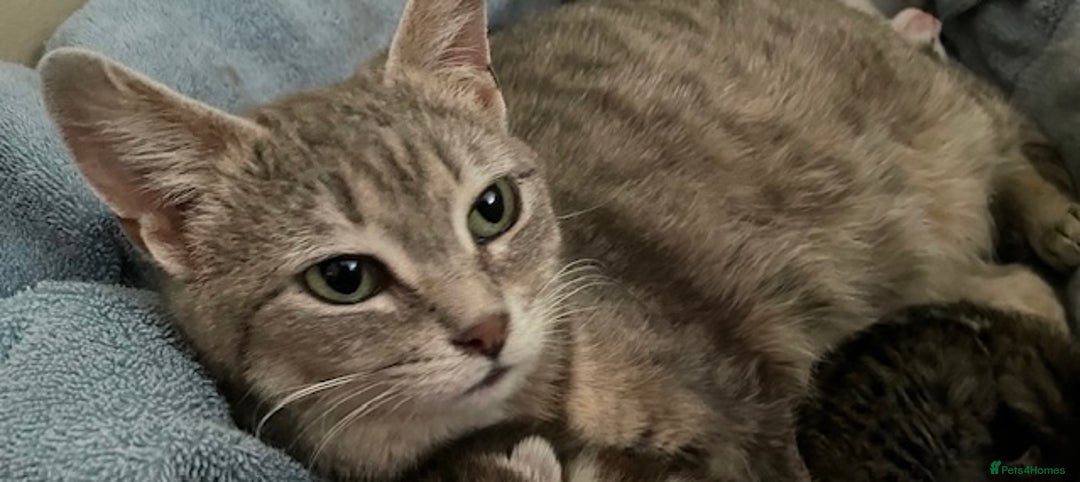 Domestic Shorthair cats for sale: Gorgeous Tabby Kitten looking for her forever home - Image 4