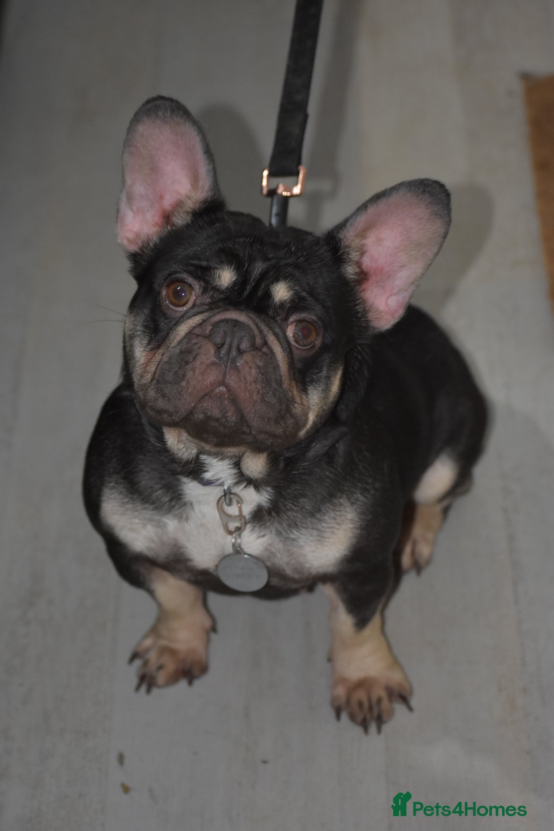 French Bulldog dogs for sale: ‼️💙Blue The Frenchie💙‼️ - Advert 1