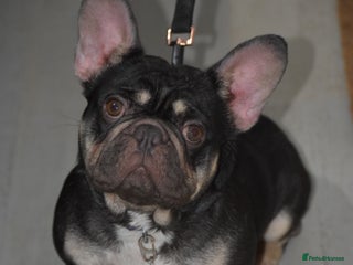 French Bulldog dogs ‼️💙Blue The Frenchie💙‼️ - Advert 1