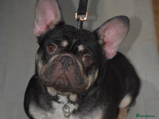 French Bulldog dogs ‼️💙Blue The Frenchie💙‼️ - Advert 13