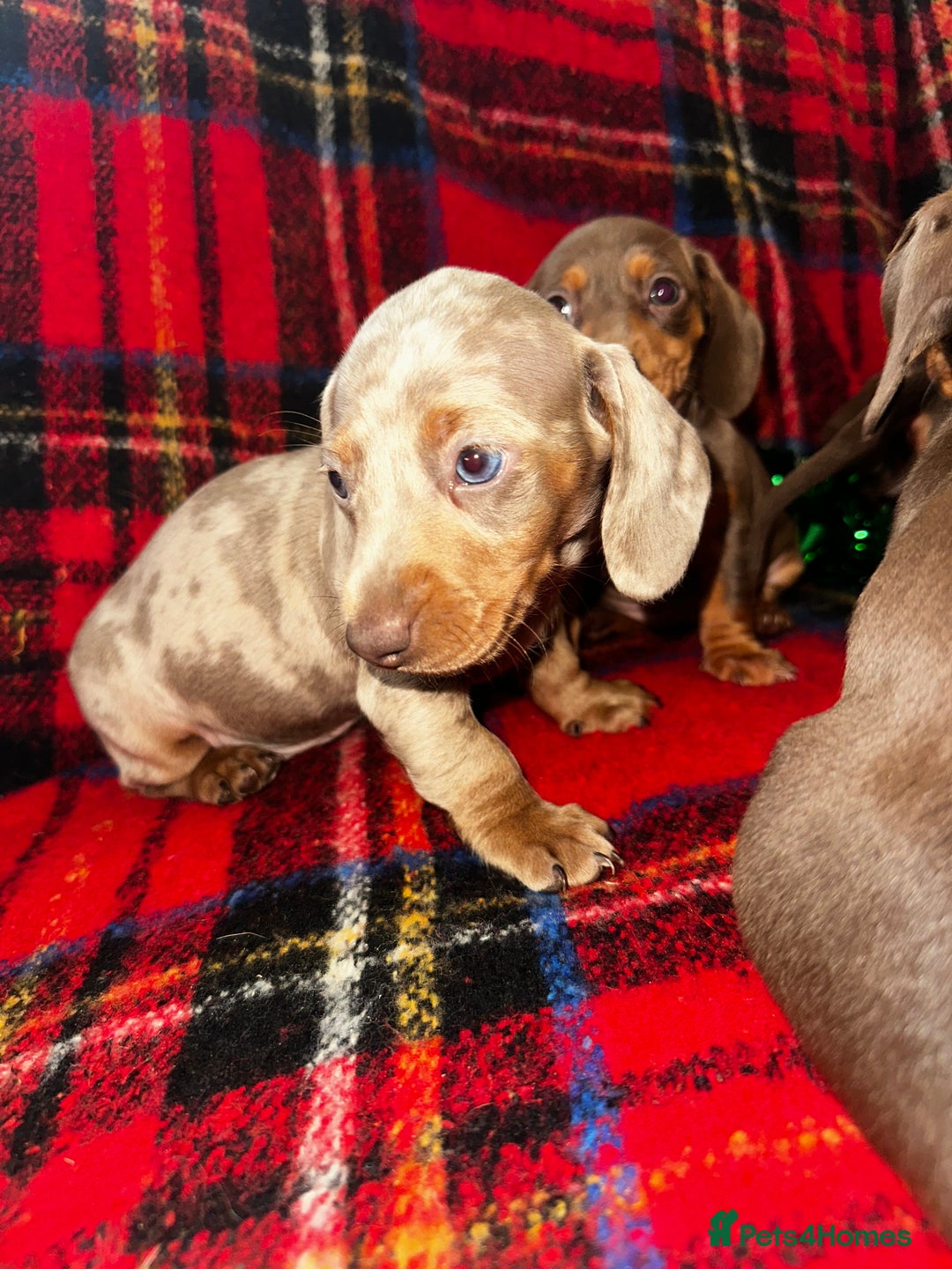 Dachshund dogs for sale: 7 beautiful dashound puppys - Advert 3