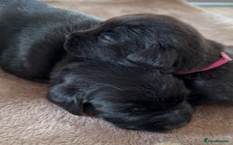 Labrador Retriever dogs for sale: Female black Labrador  - Image 4