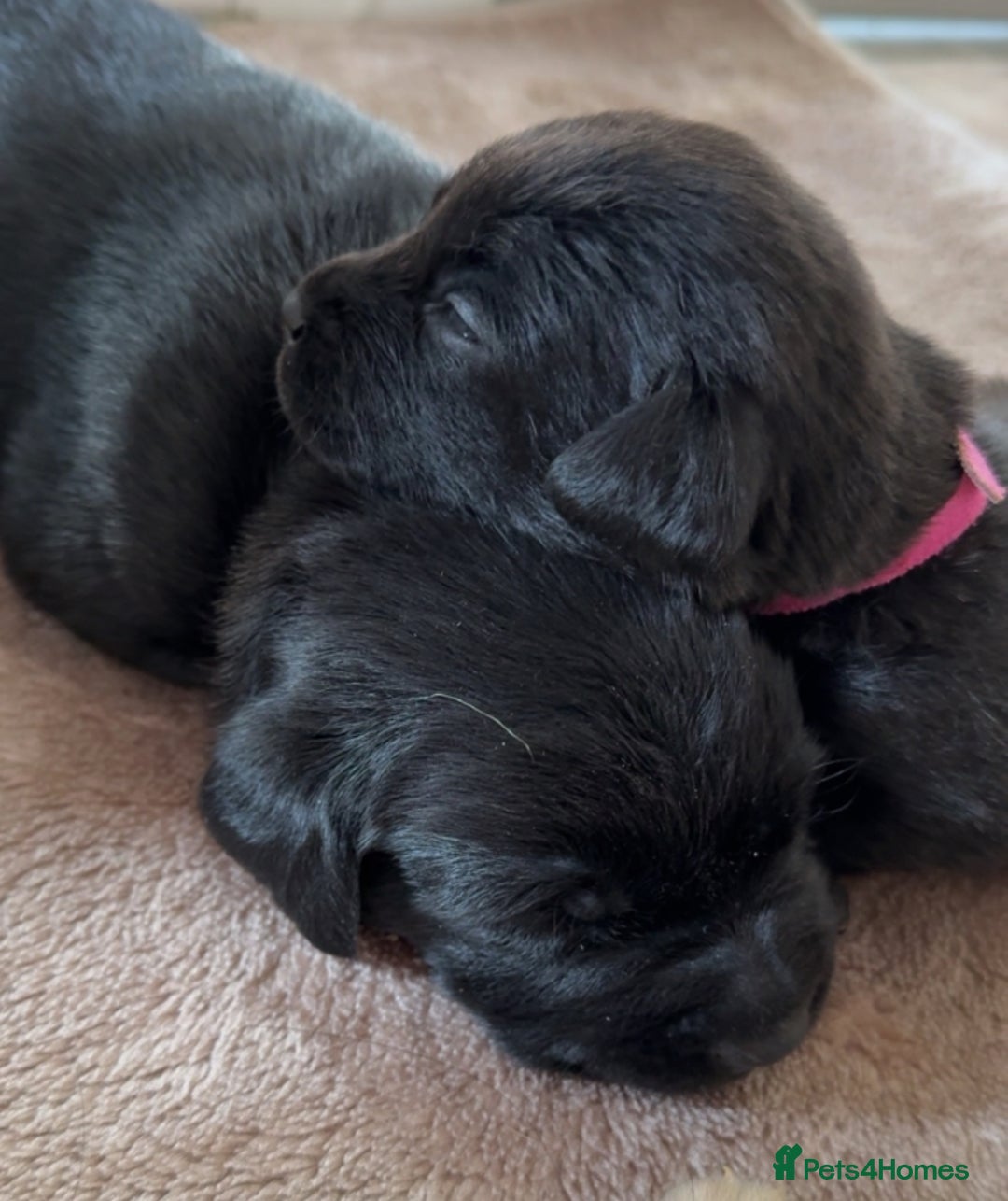 Labrador Retriever dogs for sale: Female black Labrador  - Image 4