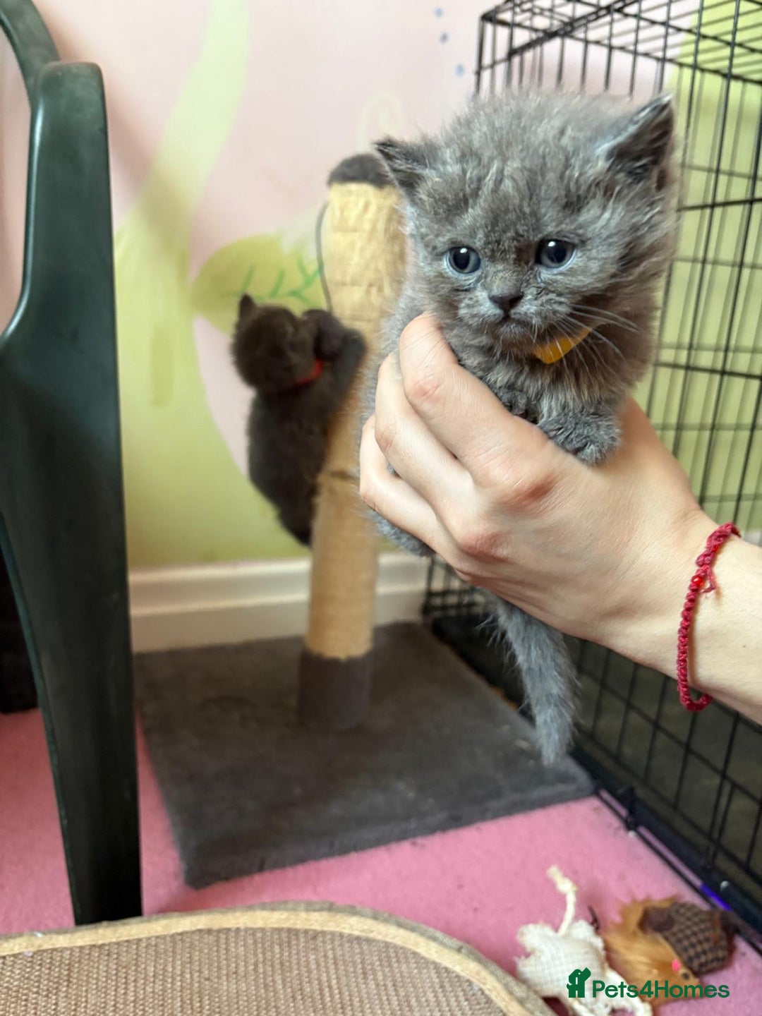 British Shorthair cats for sale: British Blue Shorthair kittens for sale - Image 9