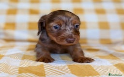 Miniature Dachshund dogs for sale: Long haired dachshund puppie - Advert 5
