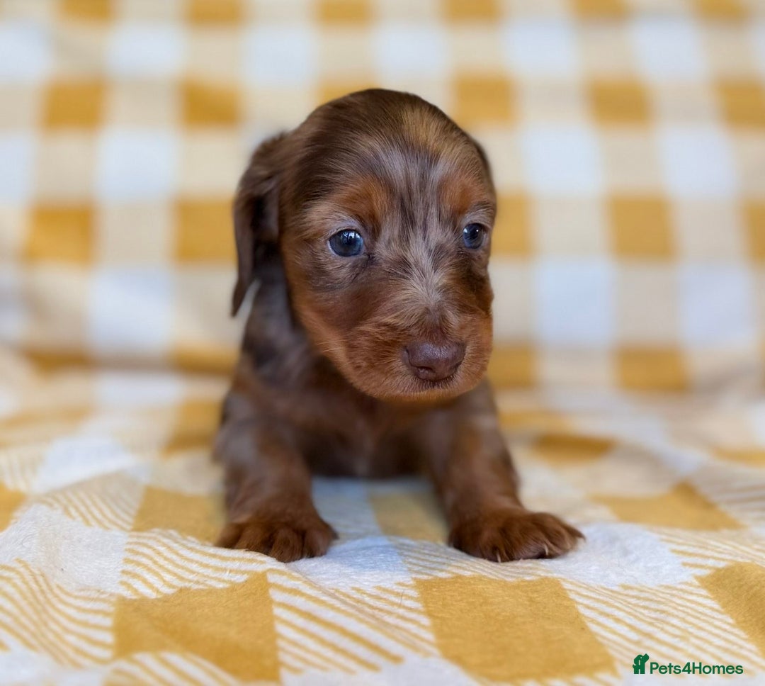 Miniature Dachshund dogs for sale: Long haired dachshund puppie - Advert 5