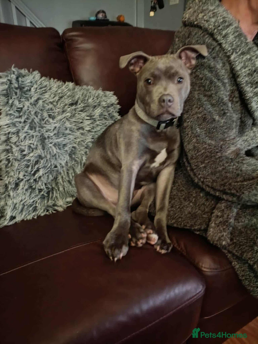 Staffordshire Bull Terrier dogs for sale: Male Blue Staffordshire bull terrier  - Advert 2