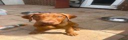 Rhodesian Ridgeback dogs for sale: KC Registered RR Ready for forever Homes 1st July - Advert 6