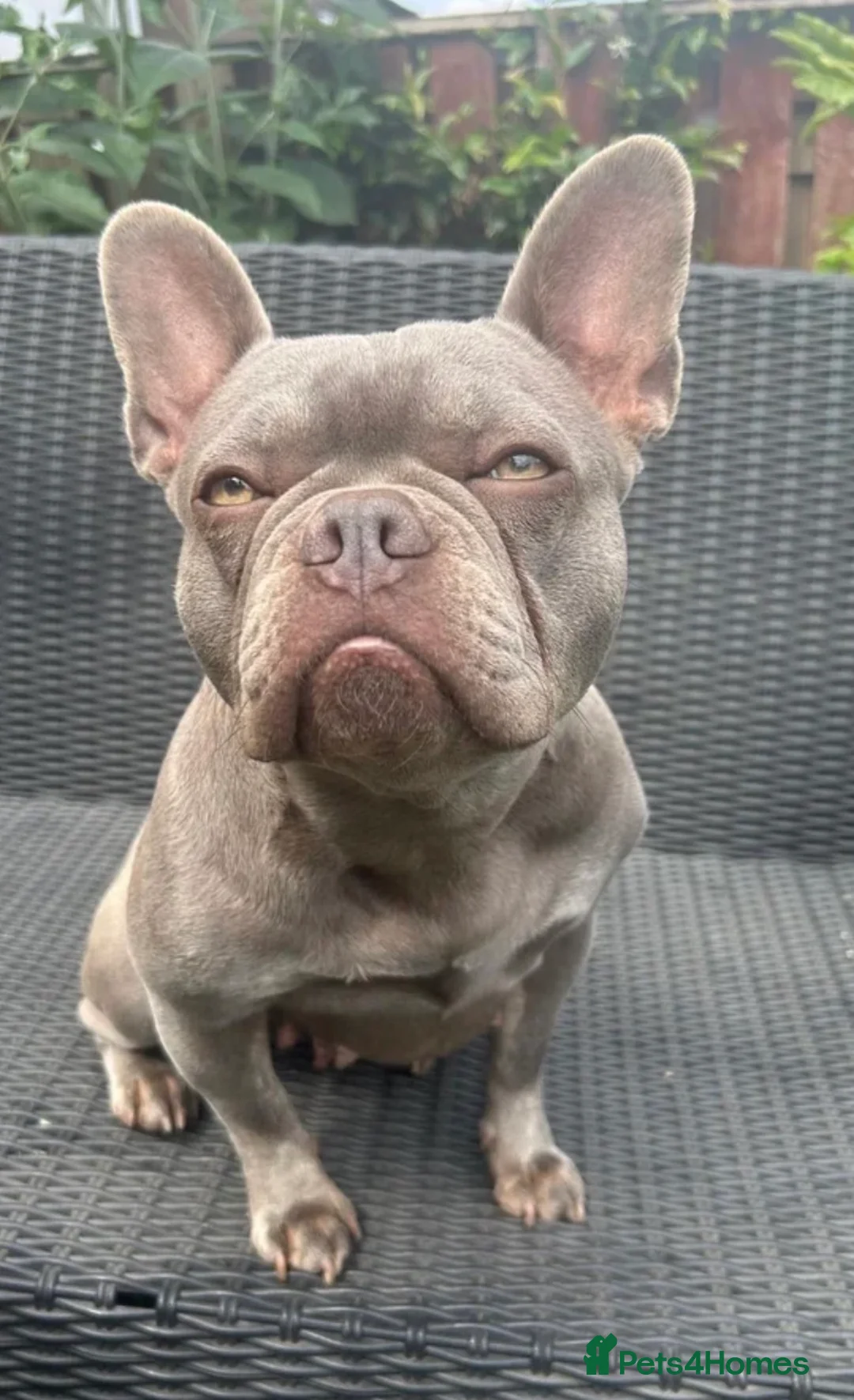 French Bulldog dogs for sale: 🐾French Bulldog Puppies – Ready for Loving Homes - Advert 7