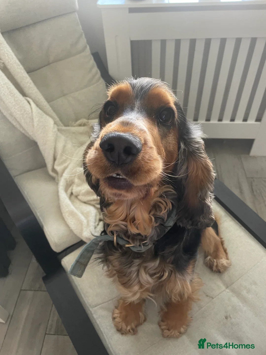 Cocker Spaniel dogs for stud: Cocker Spaniel male for stud - Advert 7