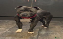 Staffordshire Bull Terrier dogs for sale: Gorgeous Blue staff puppies - Image 6
