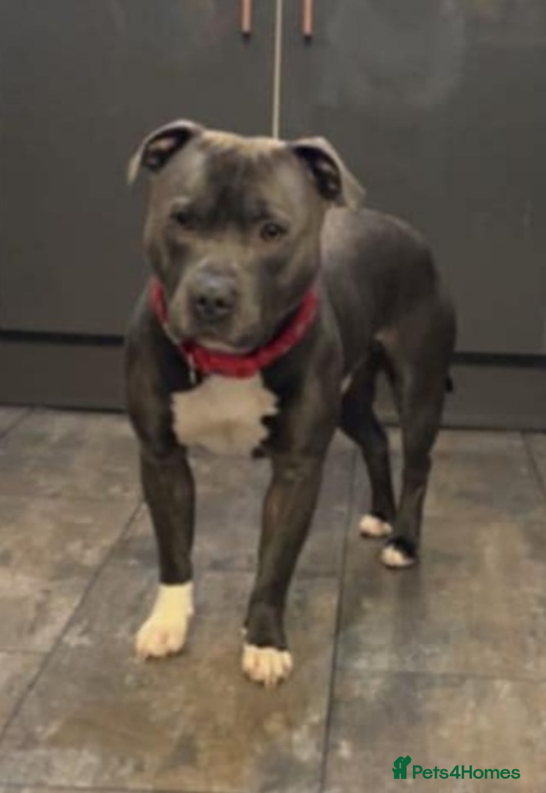 Staffordshire Bull Terrier dogs for sale: Gorgeous Blue staff puppies - Image 6